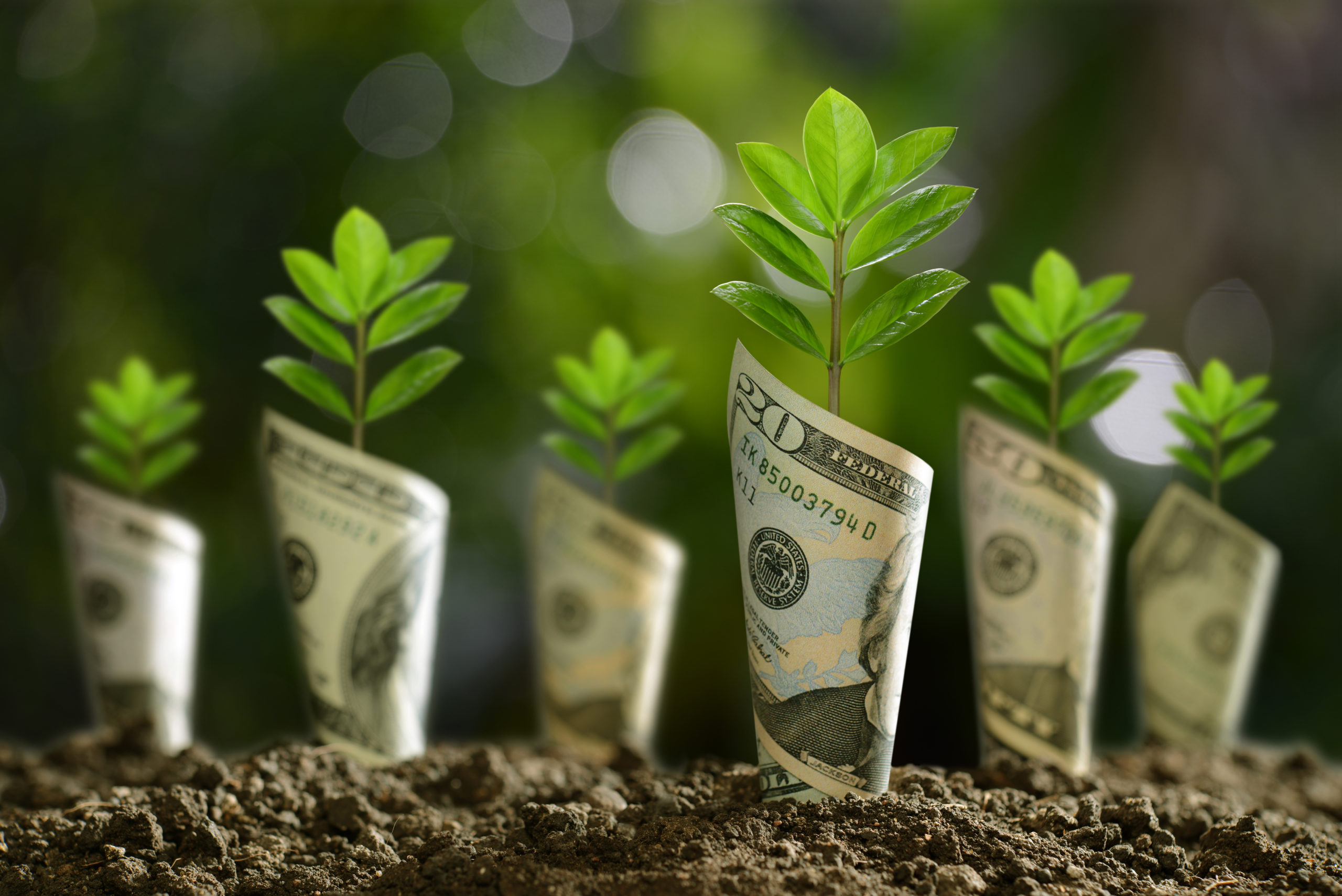 Flawless Growth Strategy: Winning Through Profitability Management
